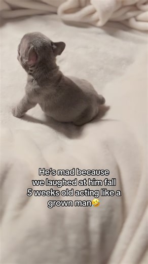 Adorable French Bulldog Moments