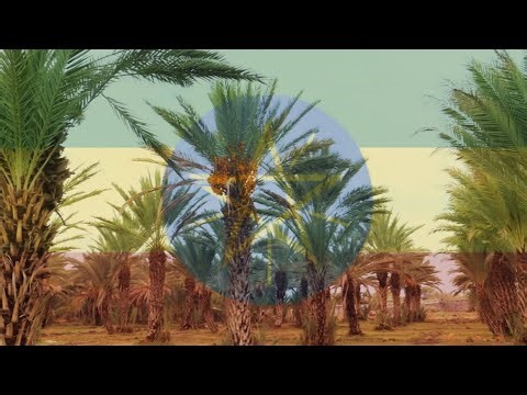 🌴 **Discover the Hidden Oasis of Ethiopia! | Date Palm Tree Farm in Afar Region** 🌴