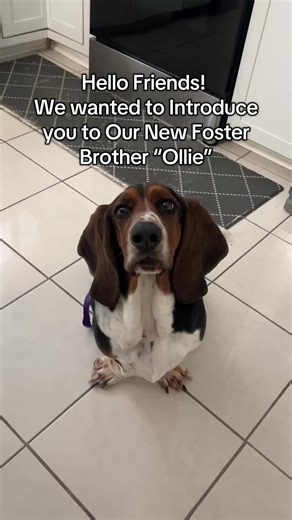 Meet Ollie: Our New Foster Basset Hound