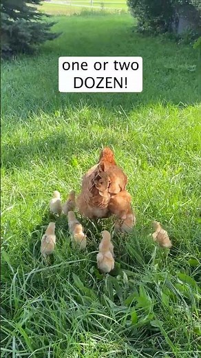 Spring Chickens - Just One or Two...