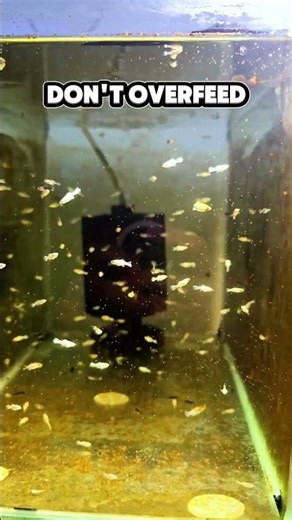 Balloon molly fry feeding with deepblue brine shrimp #shorts #balloonmolly
