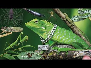 catch cute baby lizards