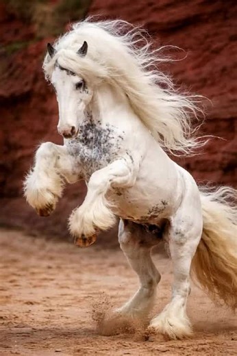 Majestic White Stallion Gallops Through Red Rocks