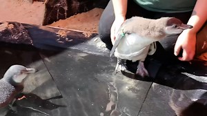 Tiny Penguin Chicks Take First Swimming Lesson