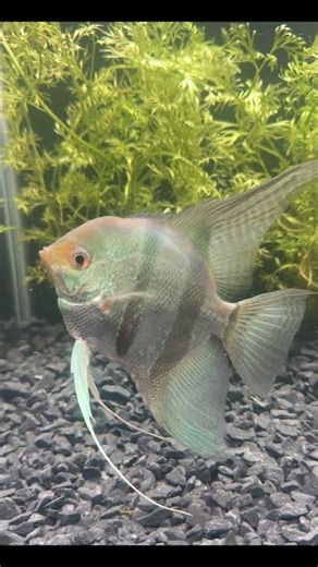 Zebra Blue | Angel Fish Series #9