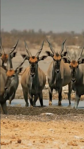 Eland | The World Largest antelope | How they survive in jungle |