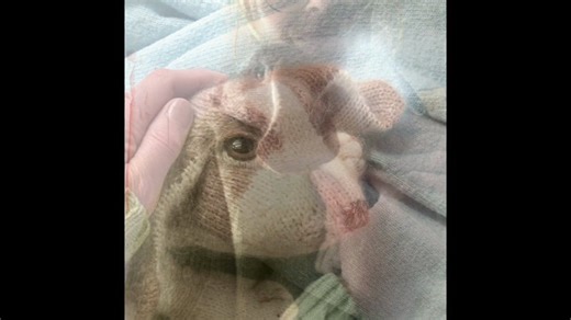 DotpebblesKnits - Etsy