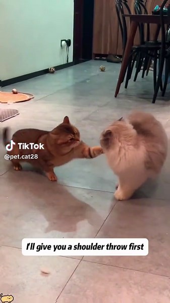 Learn Cat Kung Fu Techniques from the Best