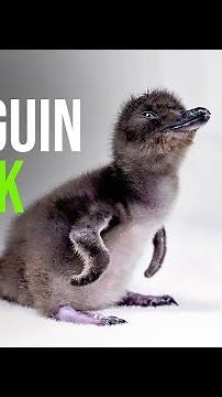 New Year, New Baby: First Little Blue Penguin Hatched at Birch Aquarium