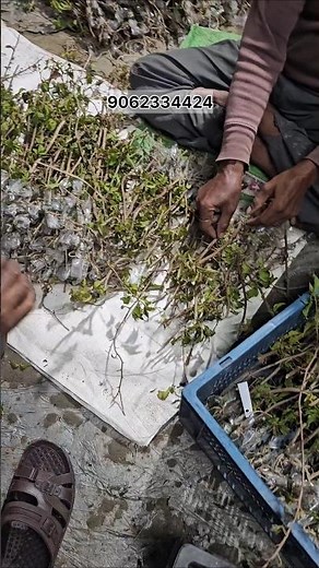 Bougainvillea Cuttings Sell | Grow Your Rooted Bougainvillea Plants | Only Wholesale Nursery