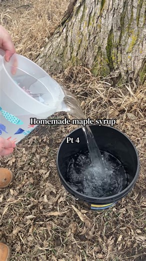 It’s time to tap the rest of the trees! They’re producing tons of #maplesap now! Here’s how we using it for #makingmaplesyrup #maplesyrup #maplesyrupseason #tappingmapletrees