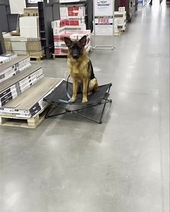296K views · 3.3K reactions | Diesel made his 1st trip to Lowe’s today. This puppy is huge at 7 months old. His family tried to bring him into the store 2 weeks ago, and he didn’t make it past the sliding doors at the entrance #waggthedogtrainer #germanshepherd #exposure | Wagg The Dog Trainer | Facebook