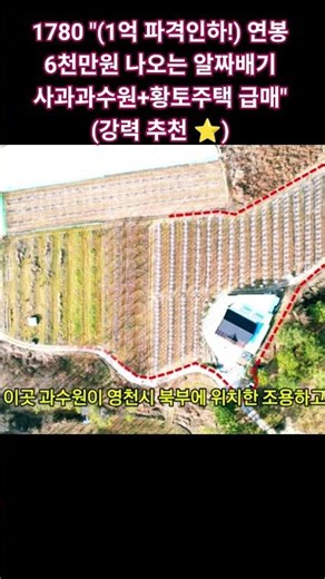 1780 "(1억 파격인하!) 연봉 6천만원 나오는 알짜배기 사과과수원+황토주택 급매" (강력 추천 ⭐)