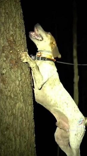 HEATSEEKER UNLEASH THE KRAKEN ENGLISH COONHOUND