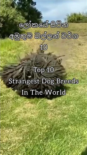 Top 10 Strangest Dog Breeds In The World - ලොව සිටින අමුතුම බල්ලන් වර්ග 10 #dogs #top10