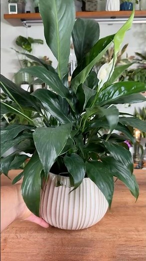 How To Plant Your Spath in Water