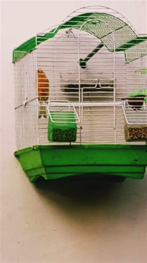 Bird sounds #Canary#birds #canarysinging