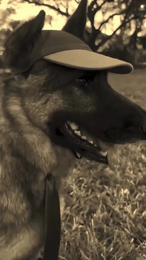 German shepherd funny jokes 🤣😂 | Paraschiva Carbunaru