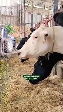 Hi-tech dairy farm in India #cowdairyfarm