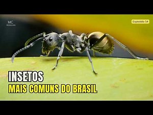 THE MOST COMMON INSECTS IN BRAZIL - NATURE DOCUMENTARY