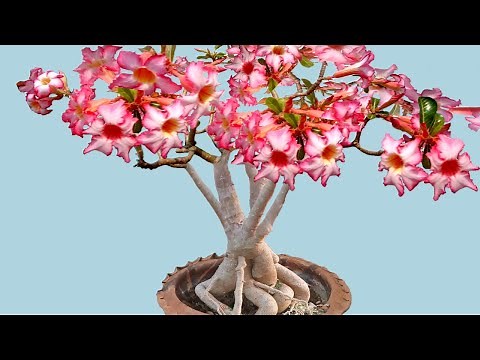 How to Repot a Full Grown Adenium Plant for More Flowers (updated)