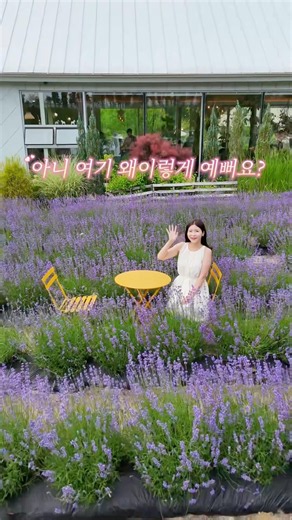 #라벤더 지금 가장 예쁜 청주카페 더다락 만개한 라벤더와 다양한 꽃과 식물을 볼 수 있는곳 #청주 #청주카페 #청주여행 #더다락 #국내여행
