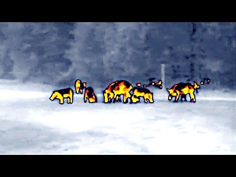 Flir Thermosight Pro PTS233 | Full Review