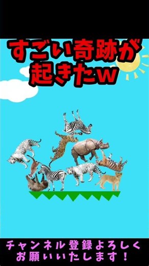 すごい奇跡起きたｗｗｗ#どうぶつタワーバトル #shorts