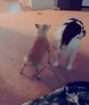 Dog Humps Air - Booka Shake