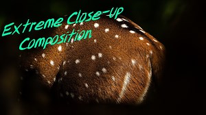 In this video I explain the concept of creating extreme close-up images when the subject is too close to you and you cannot fit the entire subject in the frame. This video is part of my online photography course "Ultimate Field Guide to Wildlife Photography". I have around 85 videos like this which explains every single aspect of wildlife photography. If you want to get started with wildlife photography, this is the perfect course for you. Check out the various topics and subscribe today: https: