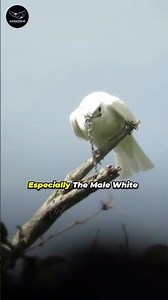 The World's Loudest Bird: The 125-Decibel Scream! 🐦🔥 | White Bellbird