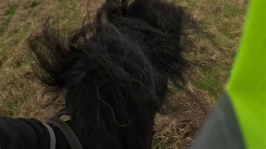 Horse shoots off into gallop and sends rider rolling to the ground