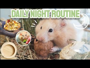 Hamster's Daily Night Routine! 🐹🌙 - Collab w/ @Fern the Syrian Hamster