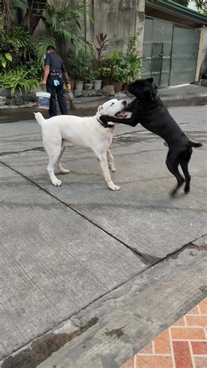 Cane Corso & Alabai Playtime Adventures