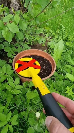 Discover Hidden Treasures in Your Garden