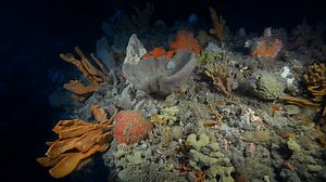 Rip Bank | Great Southern Reef