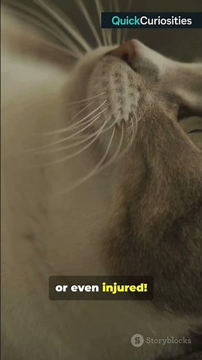 Why Do Cats Purr? 🐾 The Surprising Science Explained