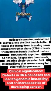 DNA helicase is an enzyme that unwinds the double-stranded DNA helix by breaking the hydrogen bonds between nucleotide bases, using energy from ATP hydrolysis. #keys and #clinical_significance | Cardiophilia