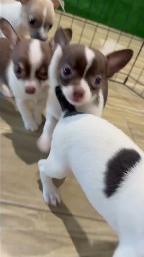 Chihuahua Puppies For Sale Sugar Sweet Georgia Puppies #forsale
