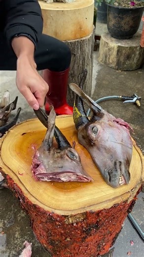 How to Prepare a Goat Head | Butchery & Knife Skills Tutorial 528 #bison #butcher #goat #shorts