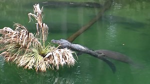 1K views · 53 reactions | Today is #worldwildlifeday Did you know that manatees co-exist with many other species and share their habitat with alligators, many different kinds of fish, turtles, birds and other animals? Enjoy our video about manatees & alligators! Can you think of other species of wildlife that manatees co-exist with? Have you seen manatees interact with other animals? Post in the comments below! | Save the Manatee Club | Facebook