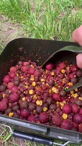 Carp food guide tasty ways to cook fresh carp