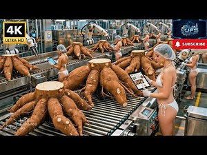 Inside the Factory China’s Giant Cassava Flour Process Full Process