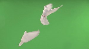 Two white doves are flying to each other on a green screen. slow motion