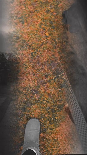 #dog #walk #fresh #2026