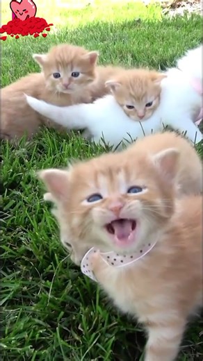 Adorable Meow Meow Compilation - Cute Cats and Kittens