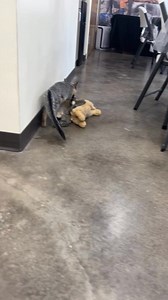 🦊 Meet our spirited little gray fox! We’ve cared for her since she was just a week old, alongside her siblings. As they grew, they were moved to an outdoor enclosure to prepare for release. But this girl got a little too wild with her parkour moves—likely roughhousing and leaping off different levels—and ended up with a broken leg. While the others got released, she had to have her leg splinted. After weeks of rest in a smaller space and some physical therapy, the splint came off. Now she’s str