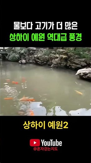 물보다 고기가 더 많은 상하이 예원 역대급 풍경. #상하이 #예원 #감성여행 #나홀로여행 #동네활력충전소