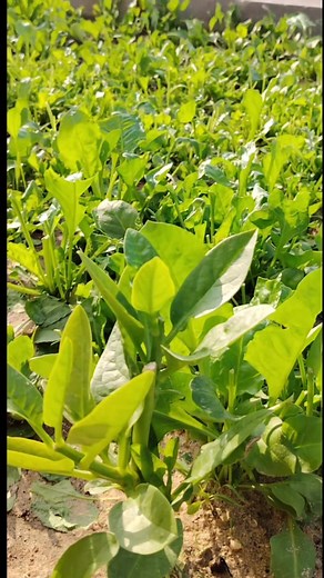 🖤🥀🍁 . . . . . . . . . The Evolution of #BMW: A Legacy of Engineering Excellence Introduction Bayerische Motoren Werke AG, commonly known as BMW, is a renowned German automobile and motorcycle manufacturer celebrated for its performance-oriented vehicles and cutting-edge technology. Founded in 1916, BMW has become synonymous with luxury, innovation, and driving pleasure. This article explores the history, evolution, and impact of BMW on the automotive landscape. History and Foundation BMW was 