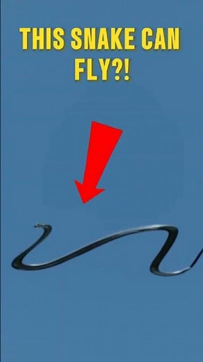 The Snake That Can FLY (And It’s 100% Real)